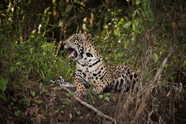 Jaguar im Laubschatten liegend gähnt — Stockfoto