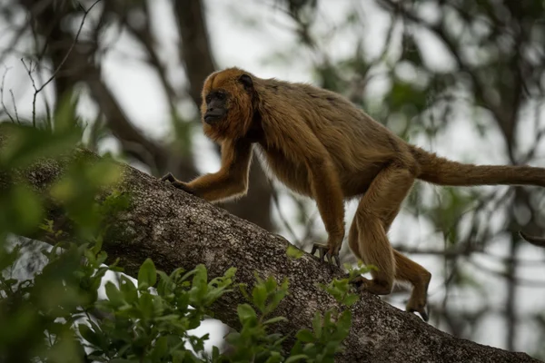 Macaco uivo preto subindo galho de árvore — Fotografia de Stock