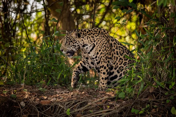 Jaguar se lève pour traverser les sous-bois — Photo