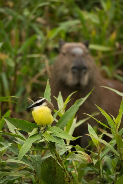 Μεγάλο kiskadee με capybara βλέποντας από πίσω — Φωτογραφία Αρχείου
