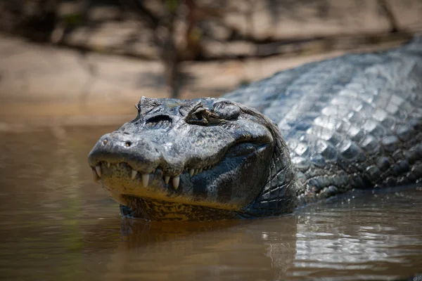 Close-up de jacaré caiman em águas rasas lamacentas — Fotografia de Stock