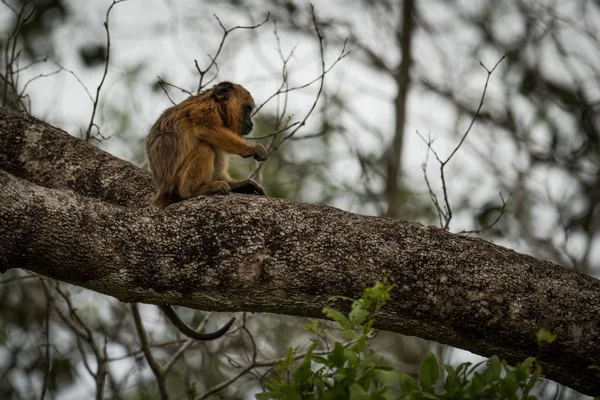 Baby black howler monkey sitting on branch — Stock Photo, Image