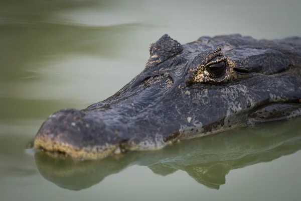 Close-up de jacaré caiman em rio calmo — Fotografia de Stock