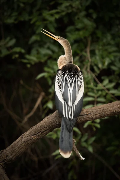 Anhinga на тупиковою гілкою з відкритим дзьоб — стокове фото