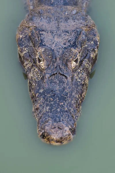 Close-up de yacare caiman cabeça na piscina — Fotografia de Stock