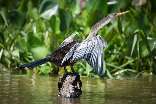 Anhinga spreading wings on rock by reeds — Stock Photo, Image