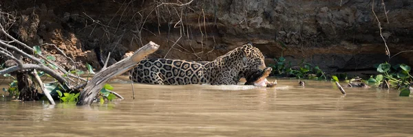 泥だらけの川を yacare カイマンを運ぶジャガー — ストック写真