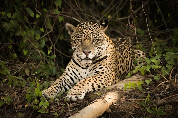 Jaguar ξαπλωμένος δίπλα από το αρχείο καταγραφής στην καταπράσινη βλάστηση — Φωτογραφία Αρχείου