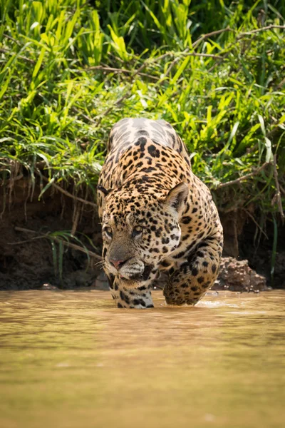 左の泥の浅瀬を歩いて見てジャガー — ストック写真