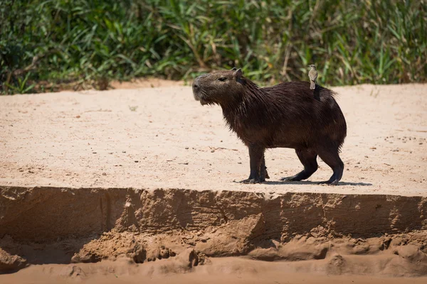 Capybara στην αμμουδιά που μεταφέρουν πουλιών στην πλάτη — Φωτογραφία Αρχείου