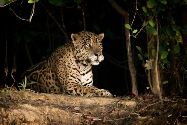 Jaguar ξαπλωμένος σε Τράπεζα γης στα δέντρα — Φωτογραφία Αρχείου