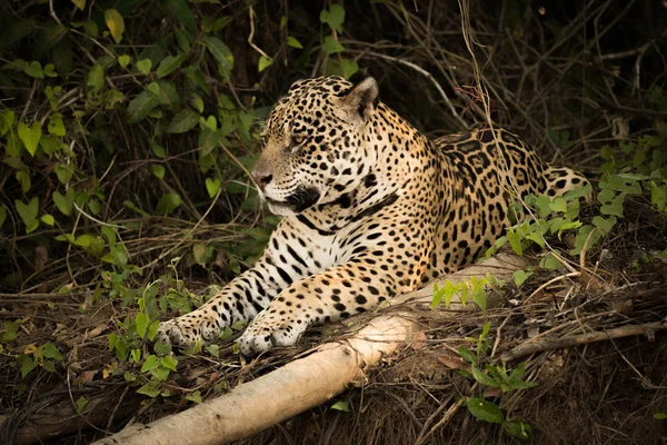 Jaguar couché à côté de rondins dans les buissons feuillus — Photo