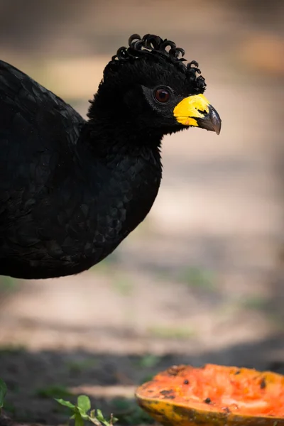 Μεγέθυνση του μαύρου curassow τρώει μισό παπάγια — Φωτογραφία Αρχείου