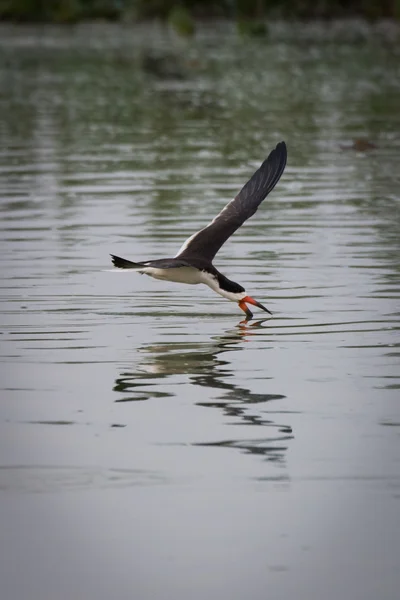 Schwarzer Skimmer angelt mit Schnabel im Wasser — Stockfoto