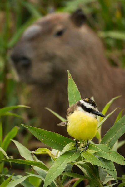 Grand kiskadee avec tête de capybara derrière — Photo