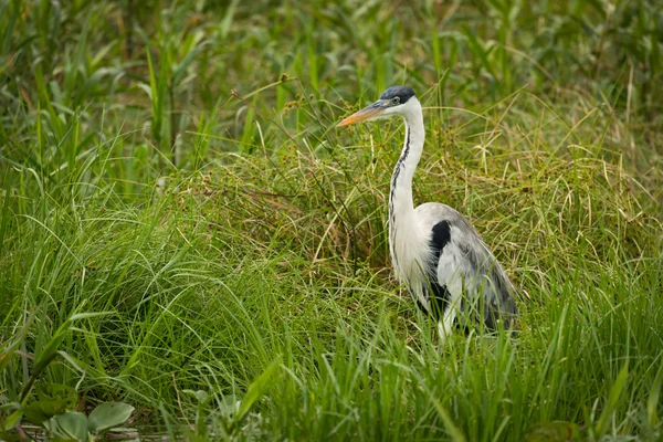 Cocoi heron staande in het gras geconfronteerd met links — Stockfoto