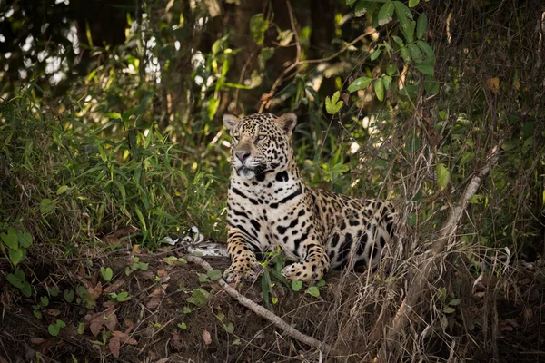 Jaguar couché dans le sous-bois regarde à gauche — Photo