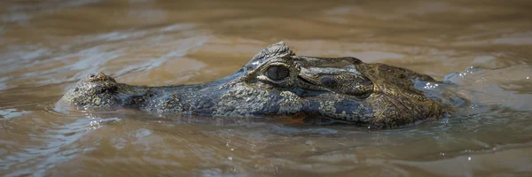 Close-up da cabeça de natação yacare caiman — Fotografia de Stock