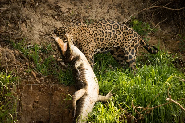 Jaguar pulling yacare caiman along river bank — Stock Photo, Image