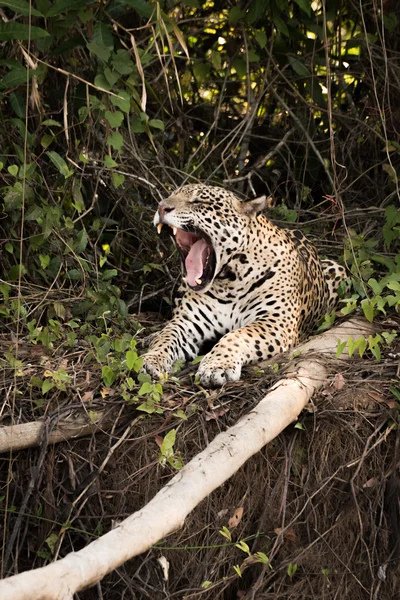 Jaguar ξαπλωμένος δίπλα σε νεκρά κορμοί χασμουρητά ευρέως — Φωτογραφία Αρχείου