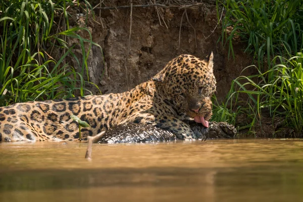 川の土手で yacare カイマンを舐めているジャガー — ストック写真