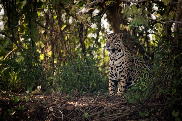 Jaguar sitting in trees in dappled sunlight — Stock Photo, Image