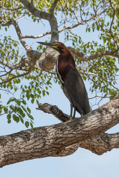 Rufescent tiger heron perched on tree branch — Stock Photo, Image