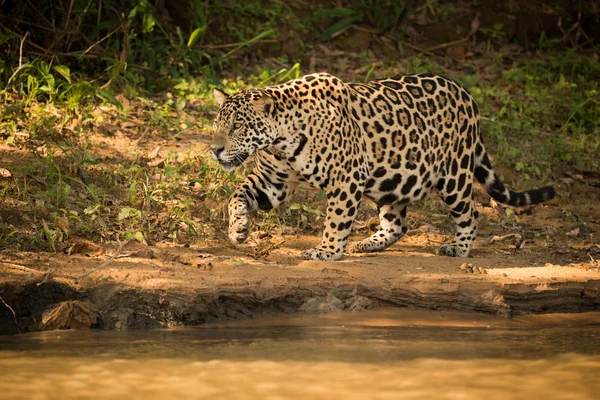 Jaguar marchant au bord de la rivière dans la lumière du soleil — Photo