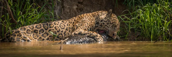 Panorama of jaguar biting into yacare caiman — Stock Photo, Image