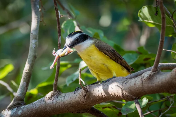 Mindere kiskadie eten kikker op groene tak — Stockfoto