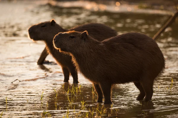 Två kapybara stående i grundet vid solnedgången — Stockfoto