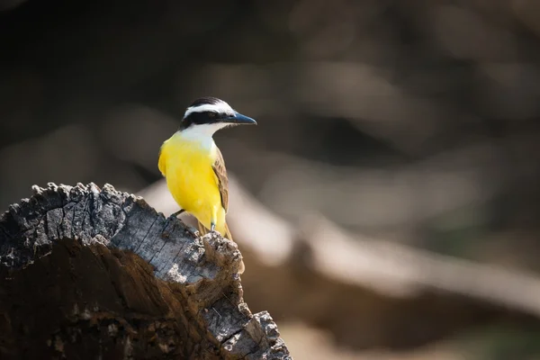 Меньше kiskadee сидел на бревне лицом направо — стоковое фото