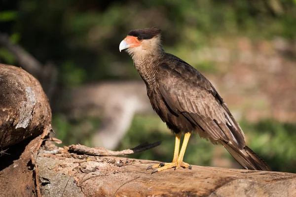 Νότια λοφιοφόρη caracara στο αρχείο καταγραφής στο φως του ήλιου — Φωτογραφία Αρχείου