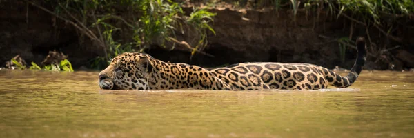 Aracılığıyla çamurlu nehir banka gölet ve göllerde jaguar