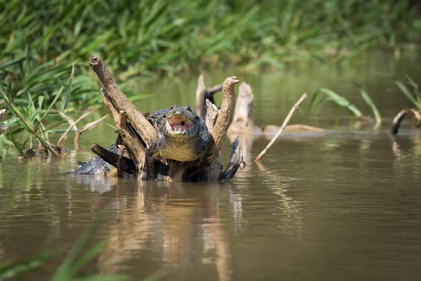 Yacare caiman en ramas muertas en el río —  Fotos de Stock