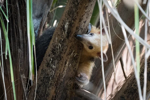 Pequeño oso hormiguero en árbol espiando alrededor de la rama — Foto de Stock