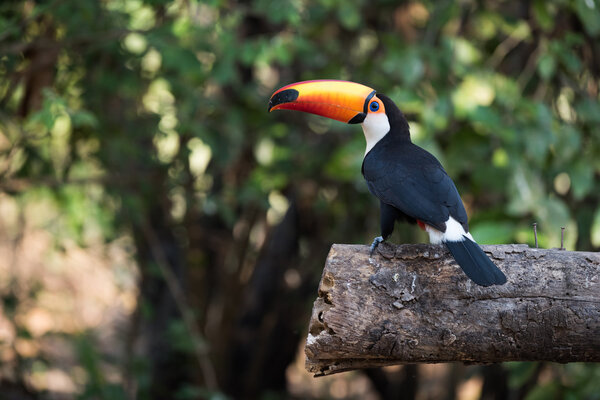 Toco toucan in profile on sawn log