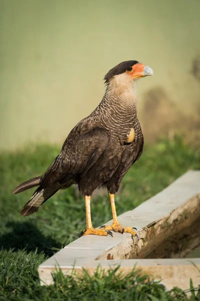 Caracara de crista meridional empoleirado ao lado de cocho de água — Fotografia de Stock