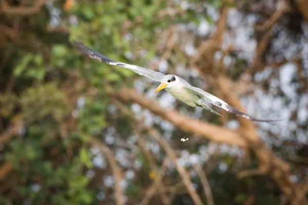 Жовтенький терн з пташиними дропшинами в повітрі — стокове фото
