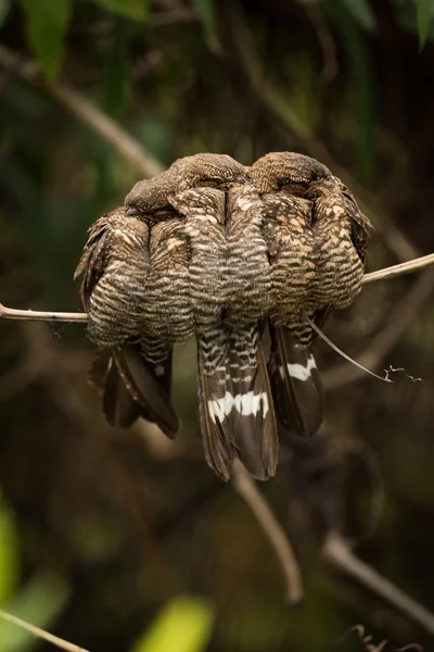 Three band-tailed nightjars squeezing together on branch — Stock Photo, Image