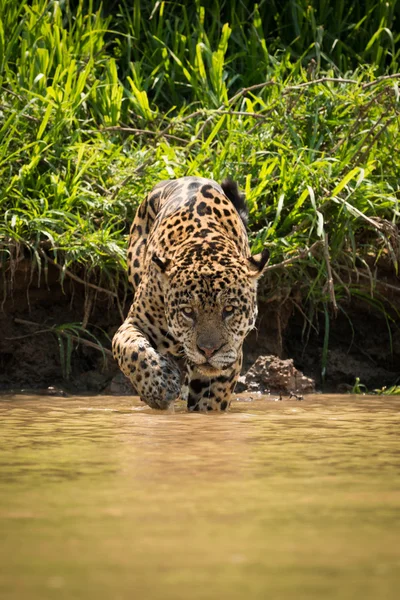 カメラに向かって泥の浅瀬を歩いてジャガー — ストック写真