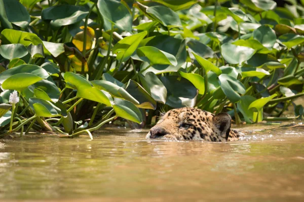 ホテイアオイの横に川で泳いでジャガー — ストック写真