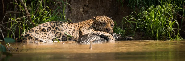 Panorama of jaguar lying on yacare caiman — Stock Photo, Image