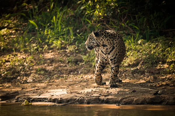Jaguar στροφή δίπλα στον ποταμό στην πιτσιλωτός φως του ήλιου — Φωτογραφία Αρχείου