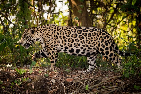 Jaguar cammina da destra a sinistra attraverso il sottobosco — Foto Stock