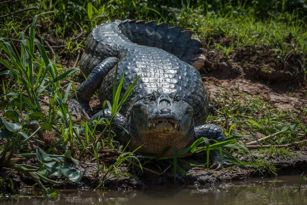 Caiman Yacare na travnaté pláži čelí fotoaparát — Stock fotografie