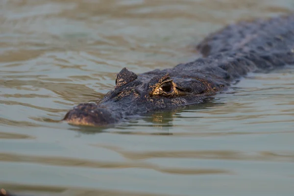 Yacare caiman plavání vlnitý zelené vodě — Stock fotografie