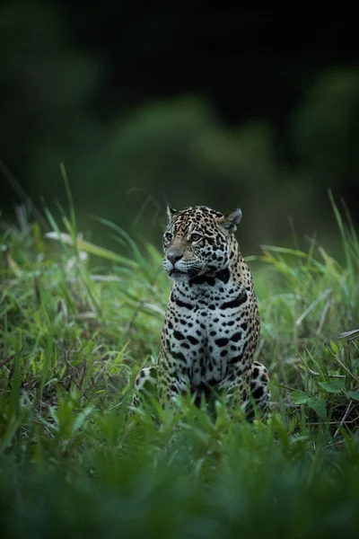Jaguar sentado en la hierba alta mirando a la izquierda — Foto de Stock
