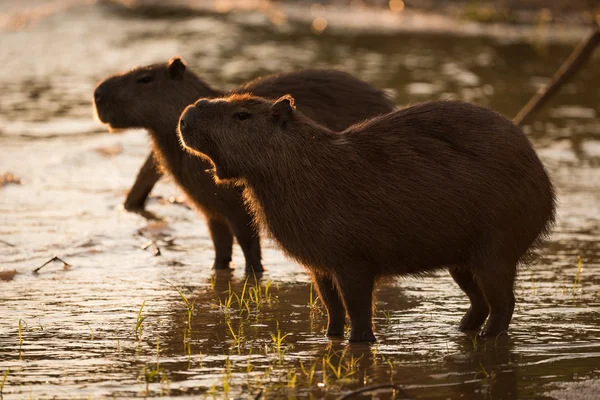 Δύο όρθιους capybara ποταμός στο ηλιοβασίλεμα — Φωτογραφία Αρχείου