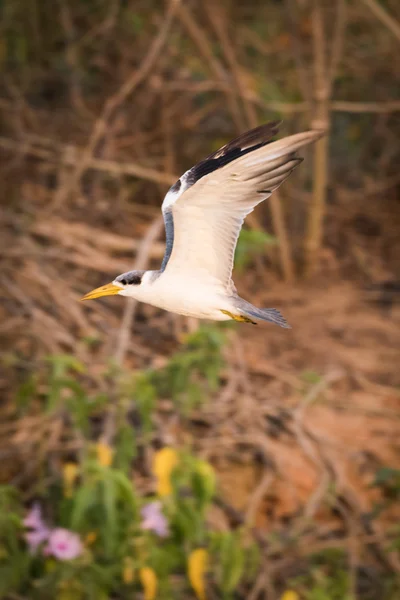Sarı gagalı sumru çalılar üzerinde kaldırdı kanatlı — Stok fotoğraf